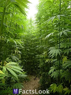 Fact 11: Hemp Was Used to Make Early Versions of Plastic